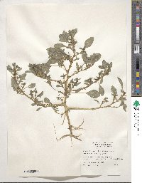 Amaranthus albus image