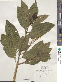 Phytolacca americana image