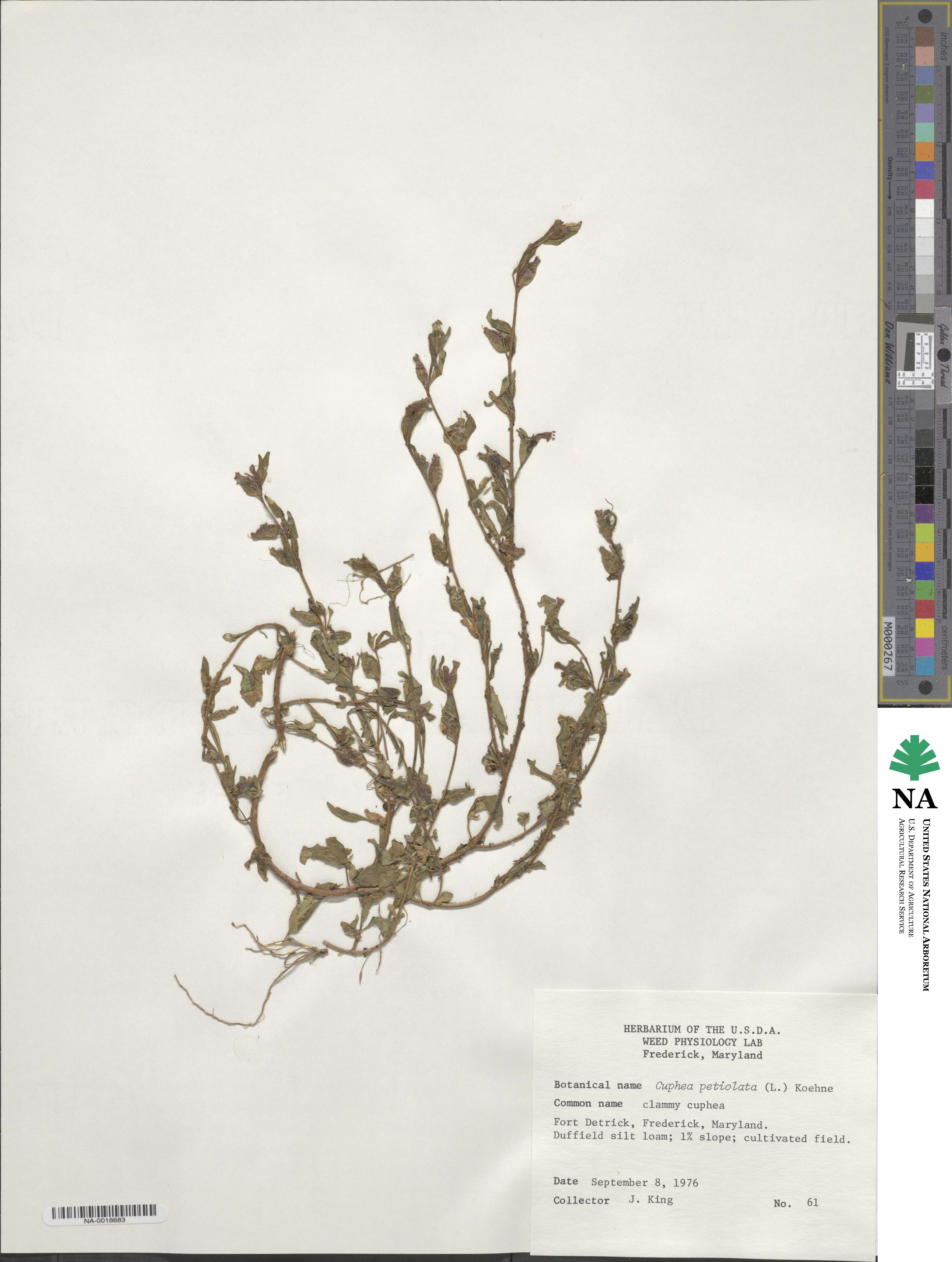 Cuphea viscosissima image