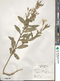 Oenothera biennis image