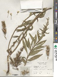 Oenothera biennis image