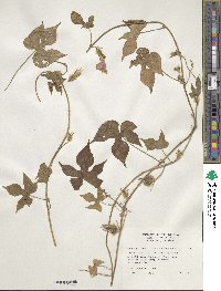 Ipomoea hederacea image