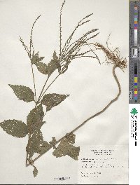 Verbena urticifolia image