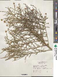 Symphyotrichum pilosum image