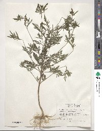 Ambrosia artemisiifolia image