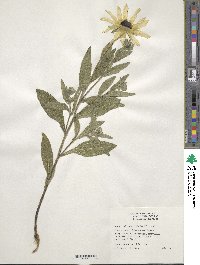 Rudbeckia hirta image