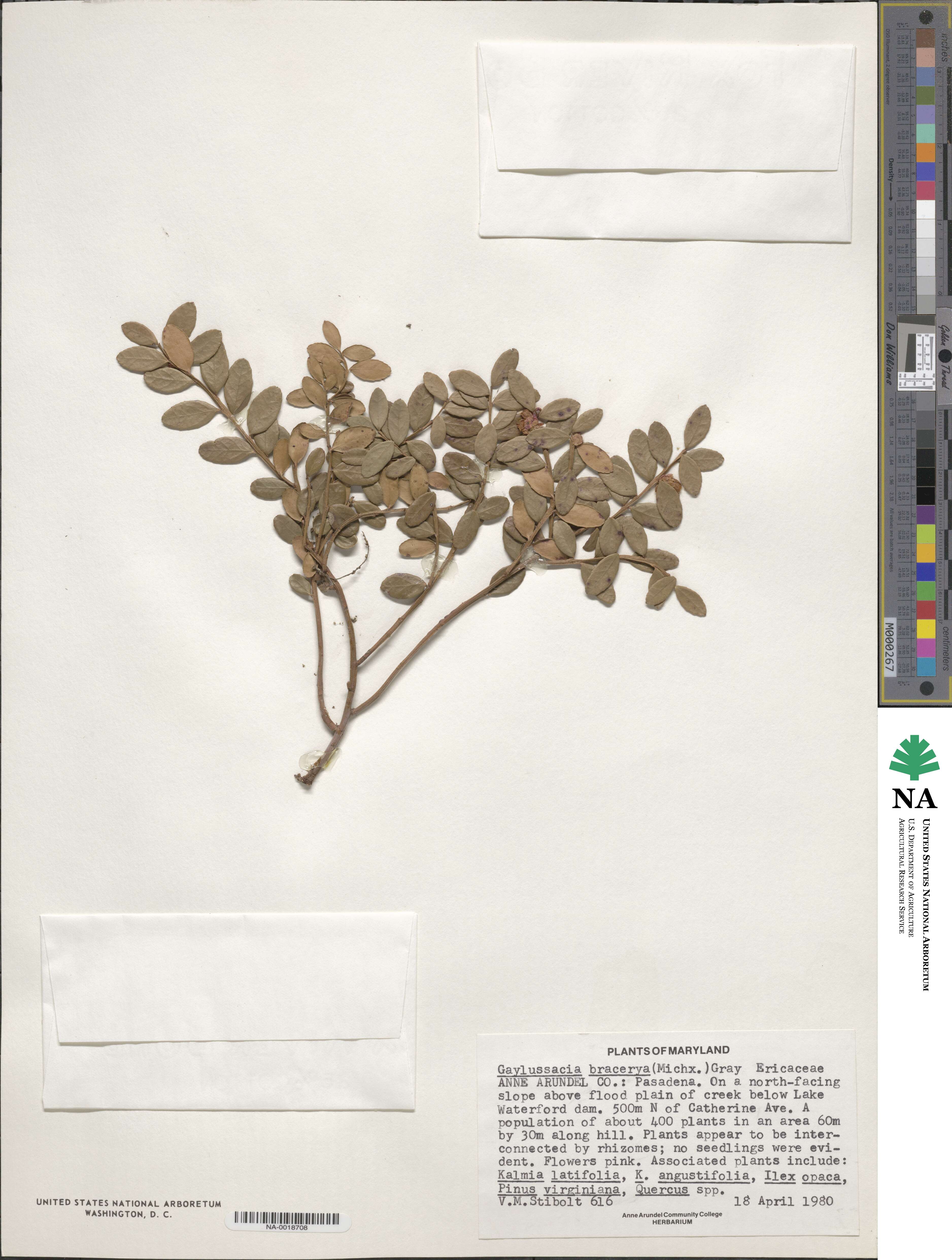 Gaylussacia brachycera image