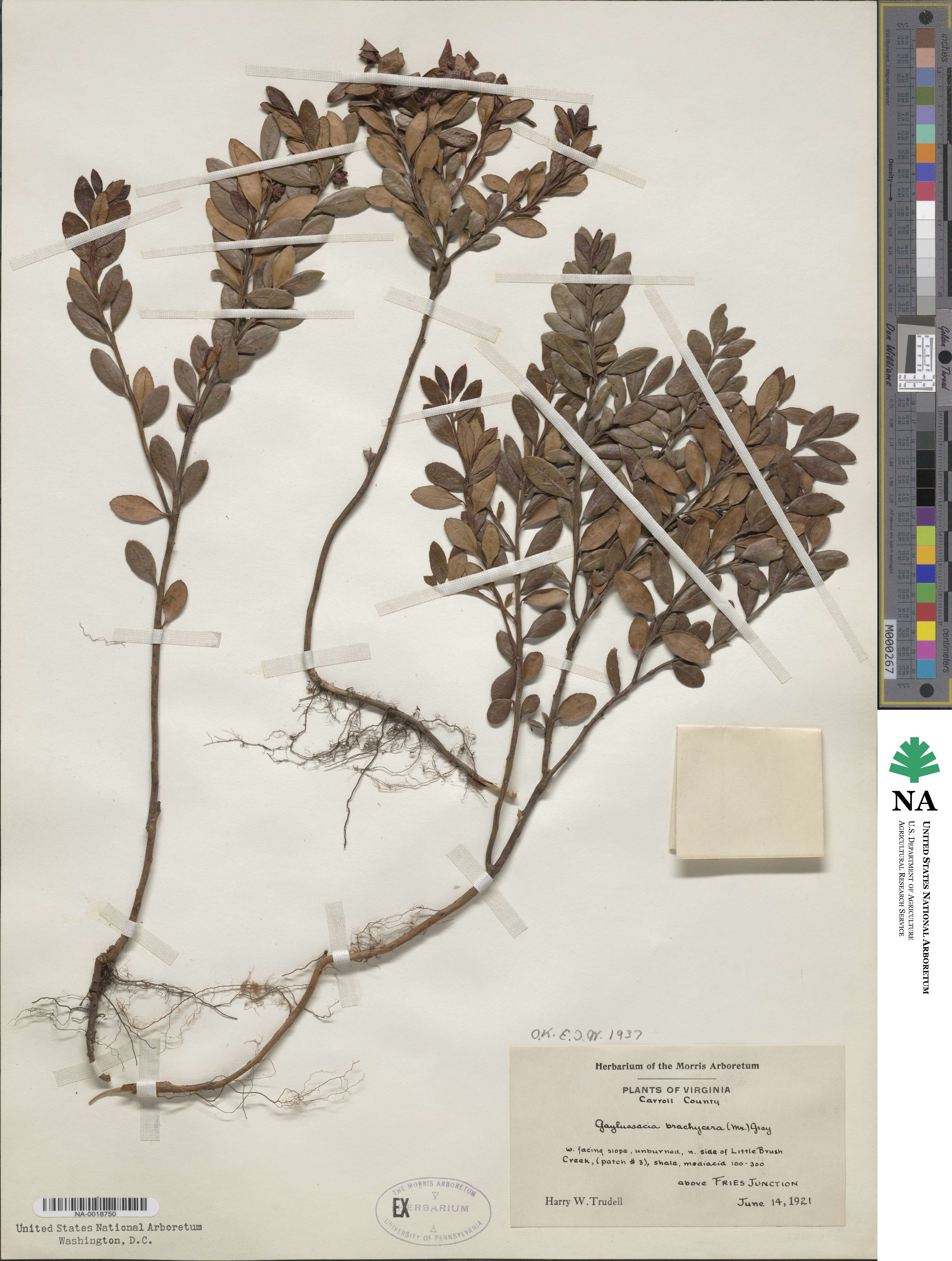 Gaylussacia brachycera image