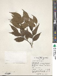 Castanopsis eyrei image