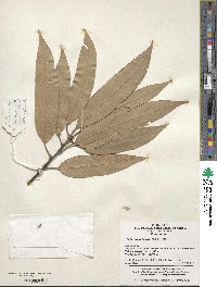 Castanea henryi image