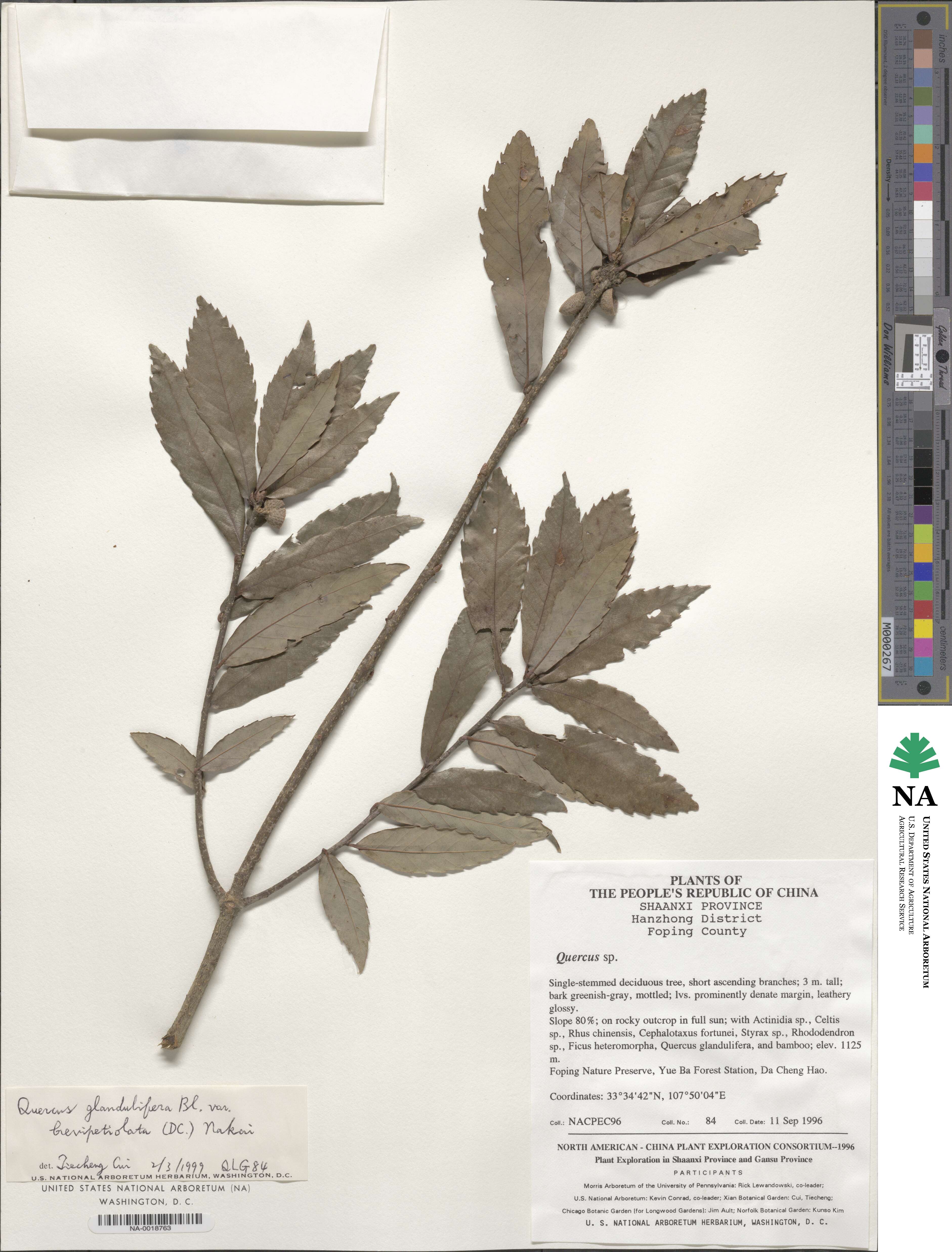 Quercus serrata image