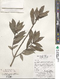 Quercus serrata image