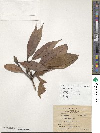 Machilus japonica image