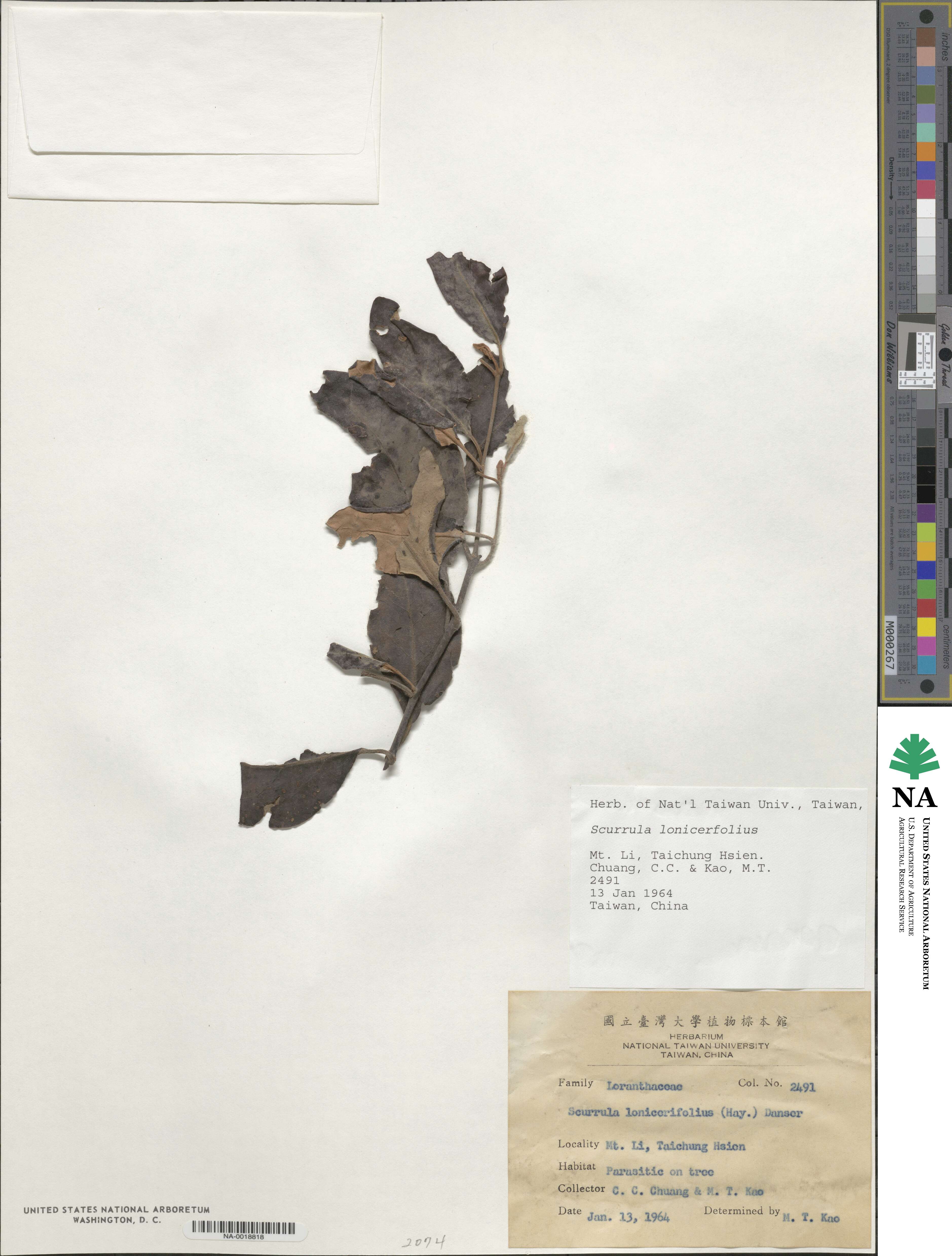 Taxillus nigrans image