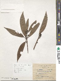 Actinodaphne acuminata image