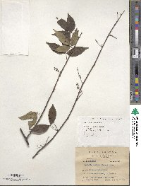 Zanthoxylum asiaticum image