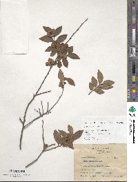 Ulmus parvifolia image