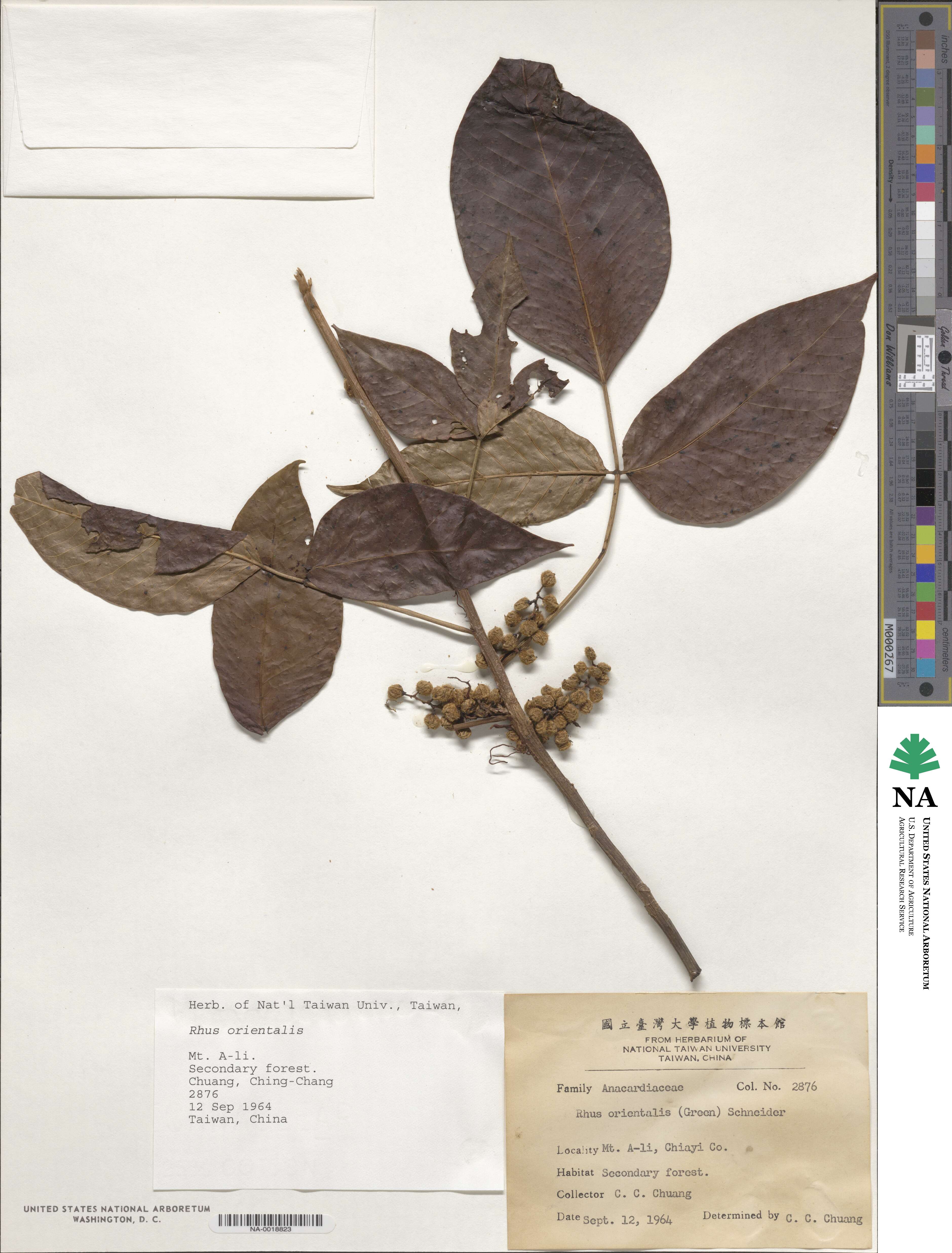 Toxicodendron orientale image