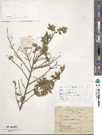 Eurya leptophylla image