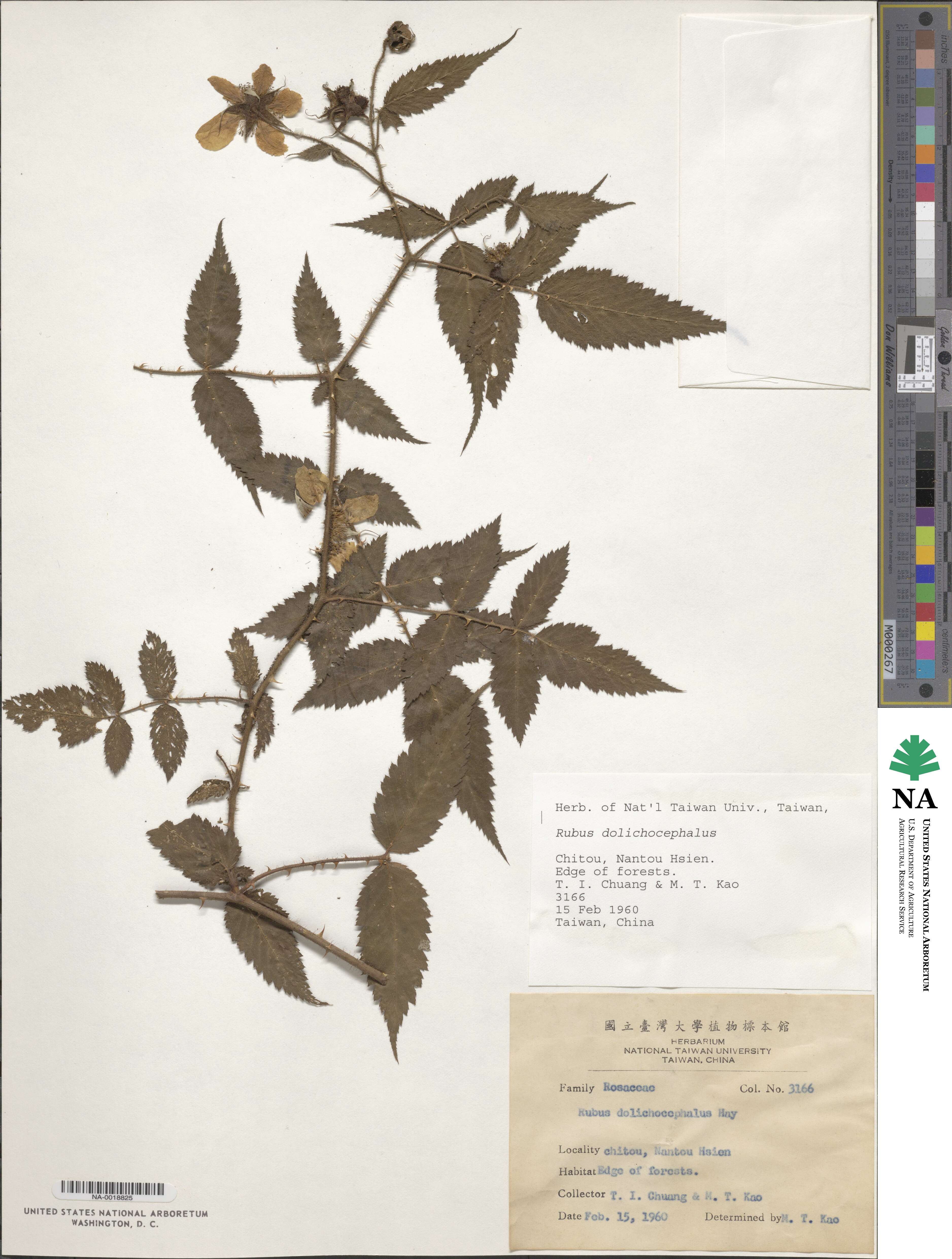 Rubus sumatranus image