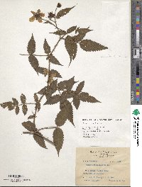 Rubus sumatranus image