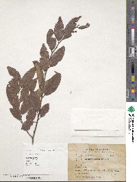 Zelkova serrata image