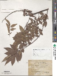 Zelkova serrata image