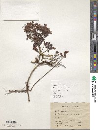 Vaccinium delavayi subsp. merrillianum image