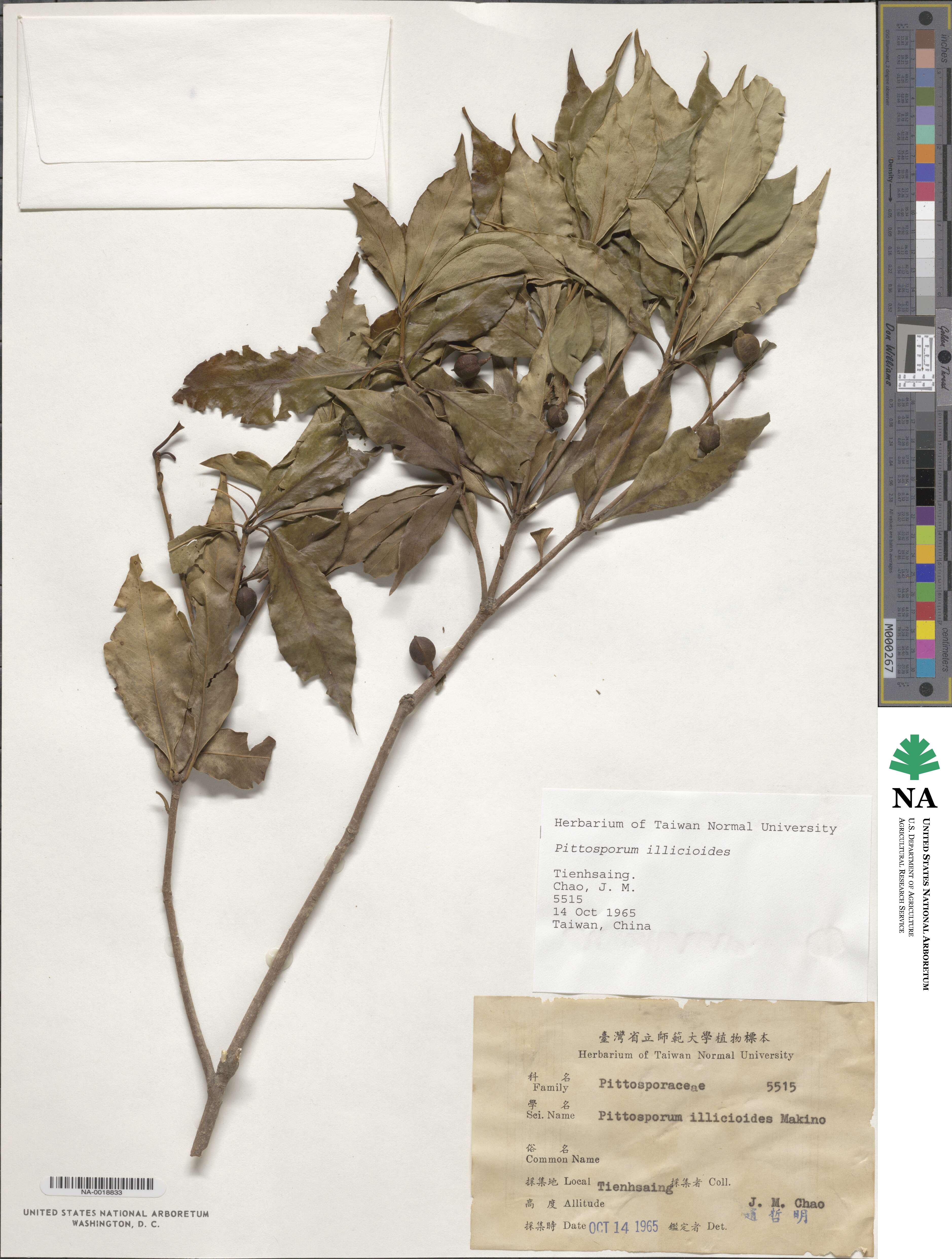 Pittosporum illicioides image