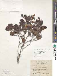 Rhododendron rubropilosum image