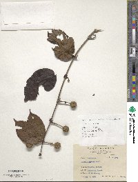 Uncaria hirsuta image