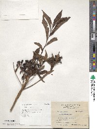 Image of Ardisia crenata