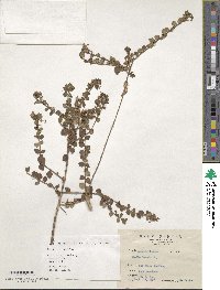 Abelia chinensis image