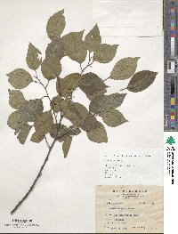 Celtis sinensis image