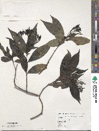 Image of Tarenna lancifolia