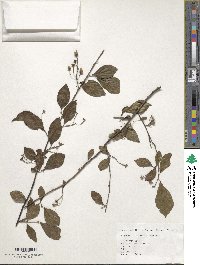 Styrax formosanus image