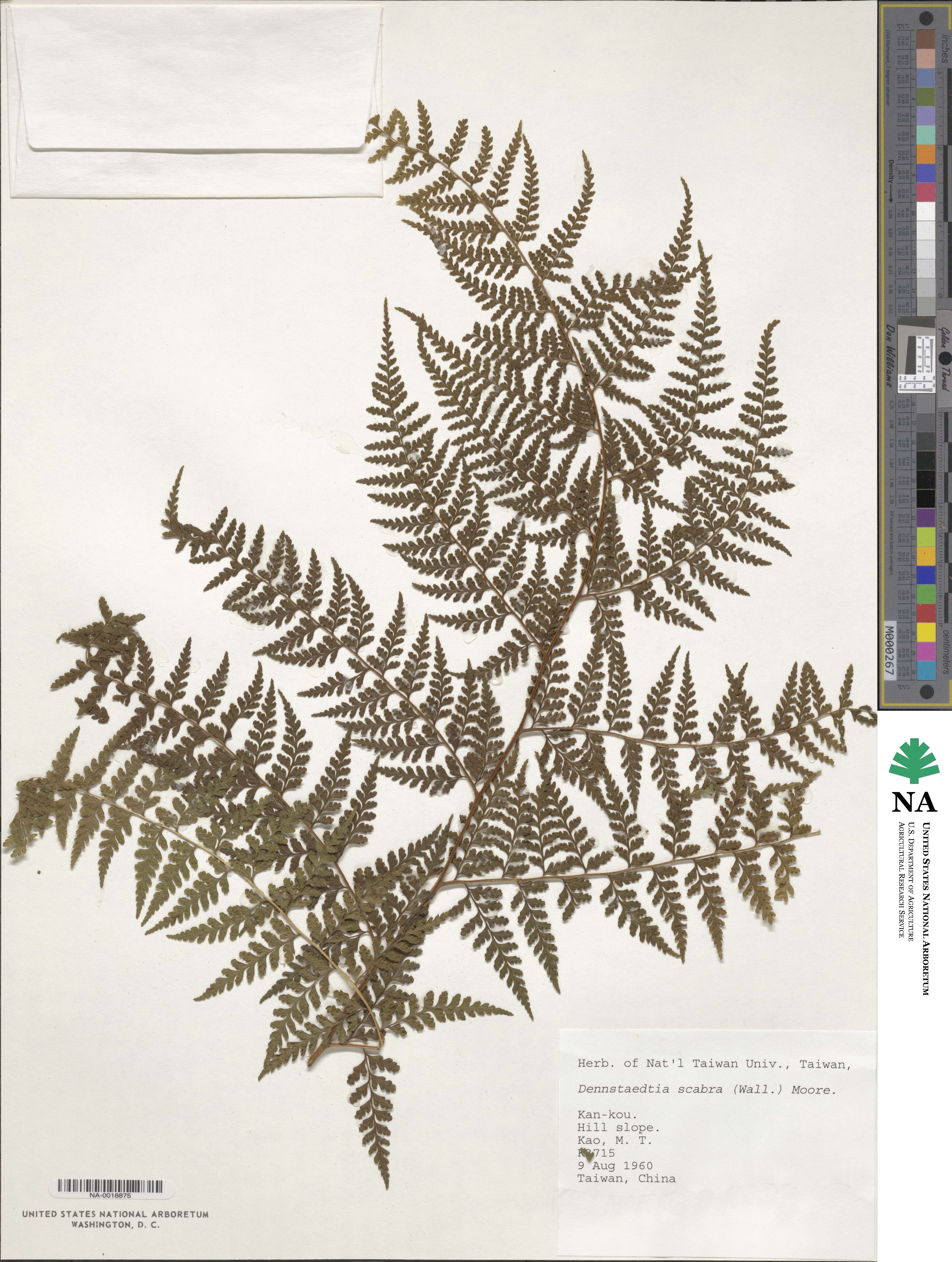 Sitobolium zeylanicum image