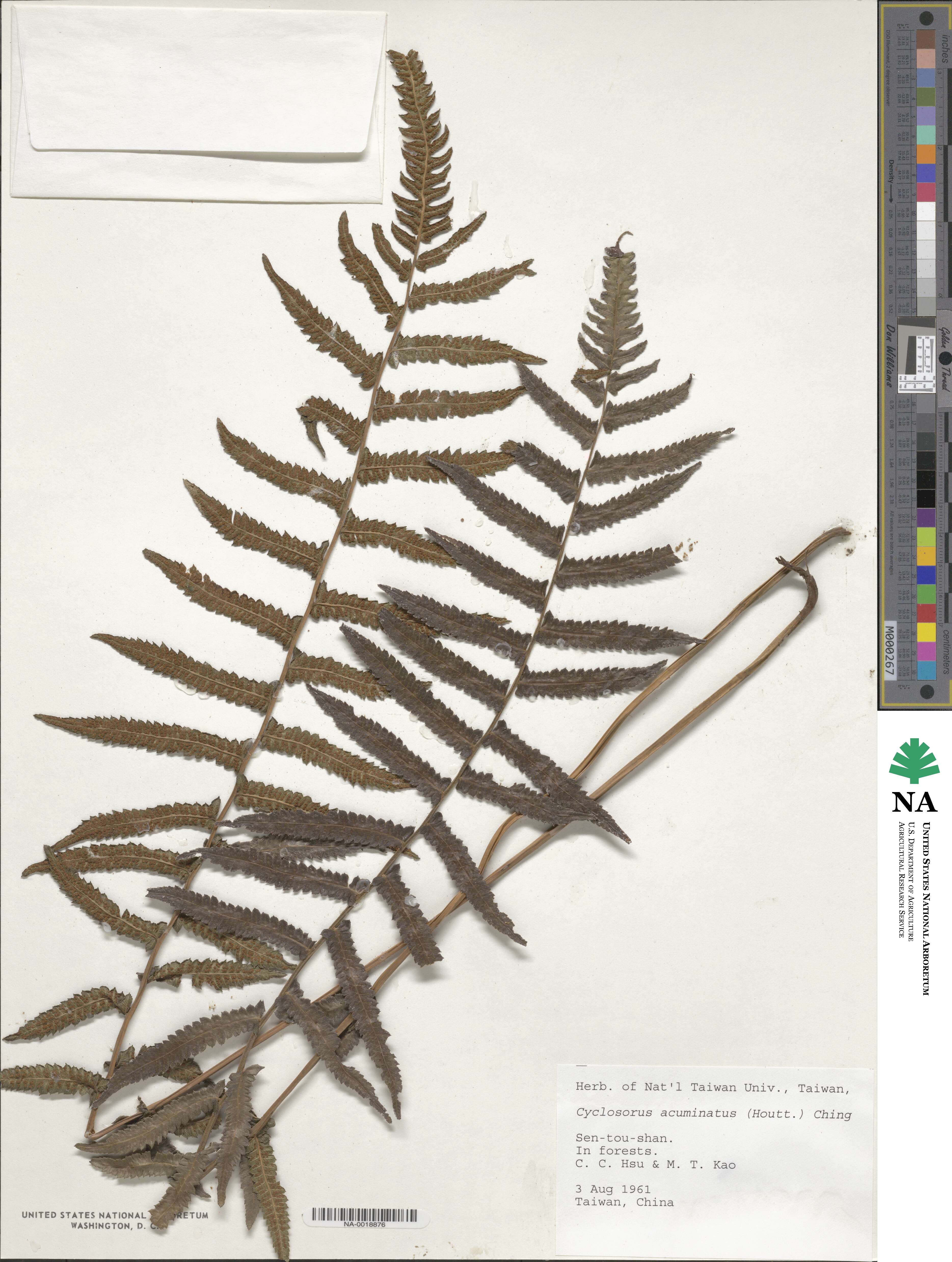 Christella acuminata image