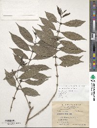 Lasianthus fordii image