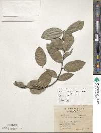 Malaisia scandens image