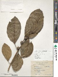 Ficus septica image