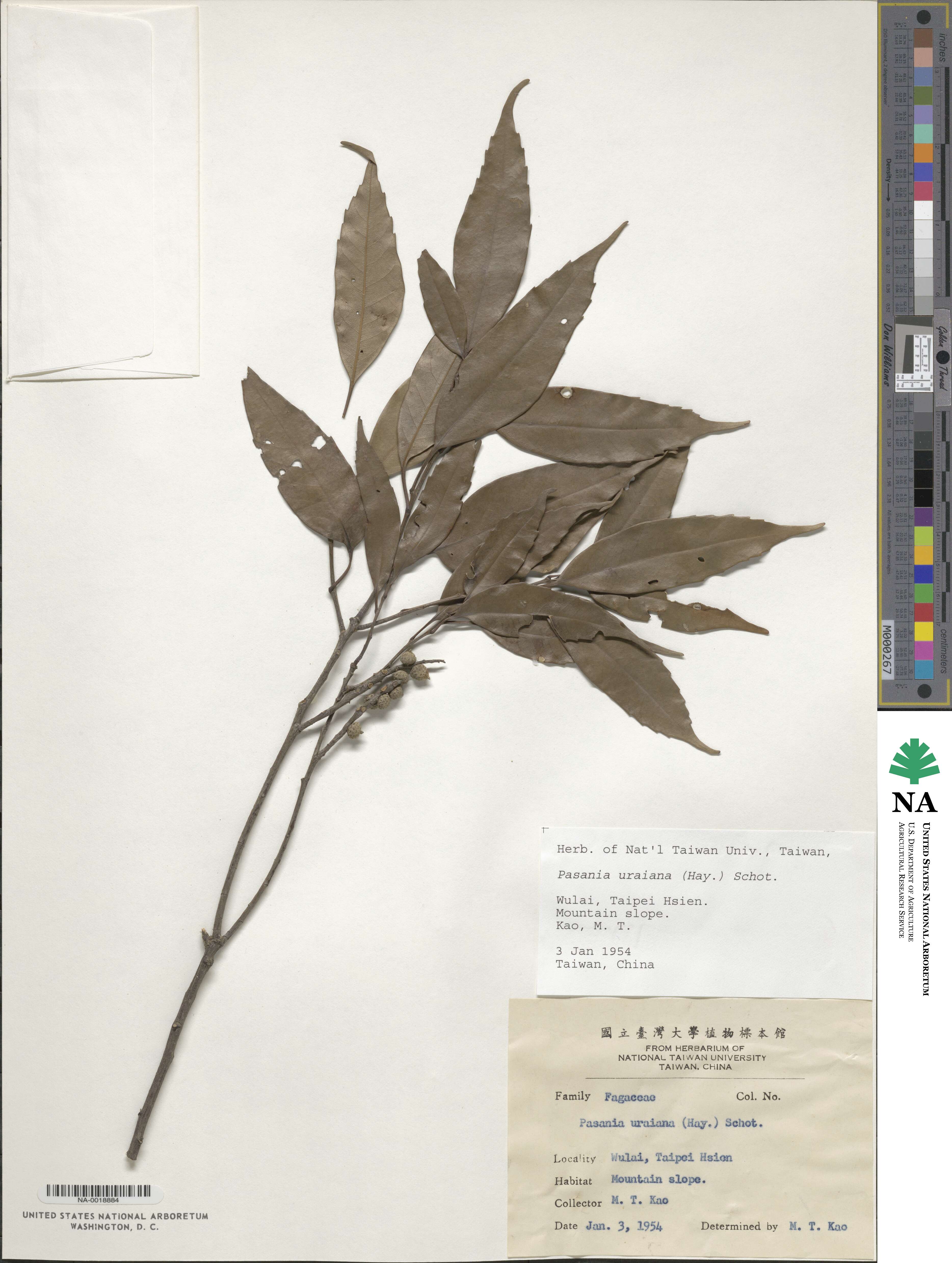 Lithocarpus uraianus image