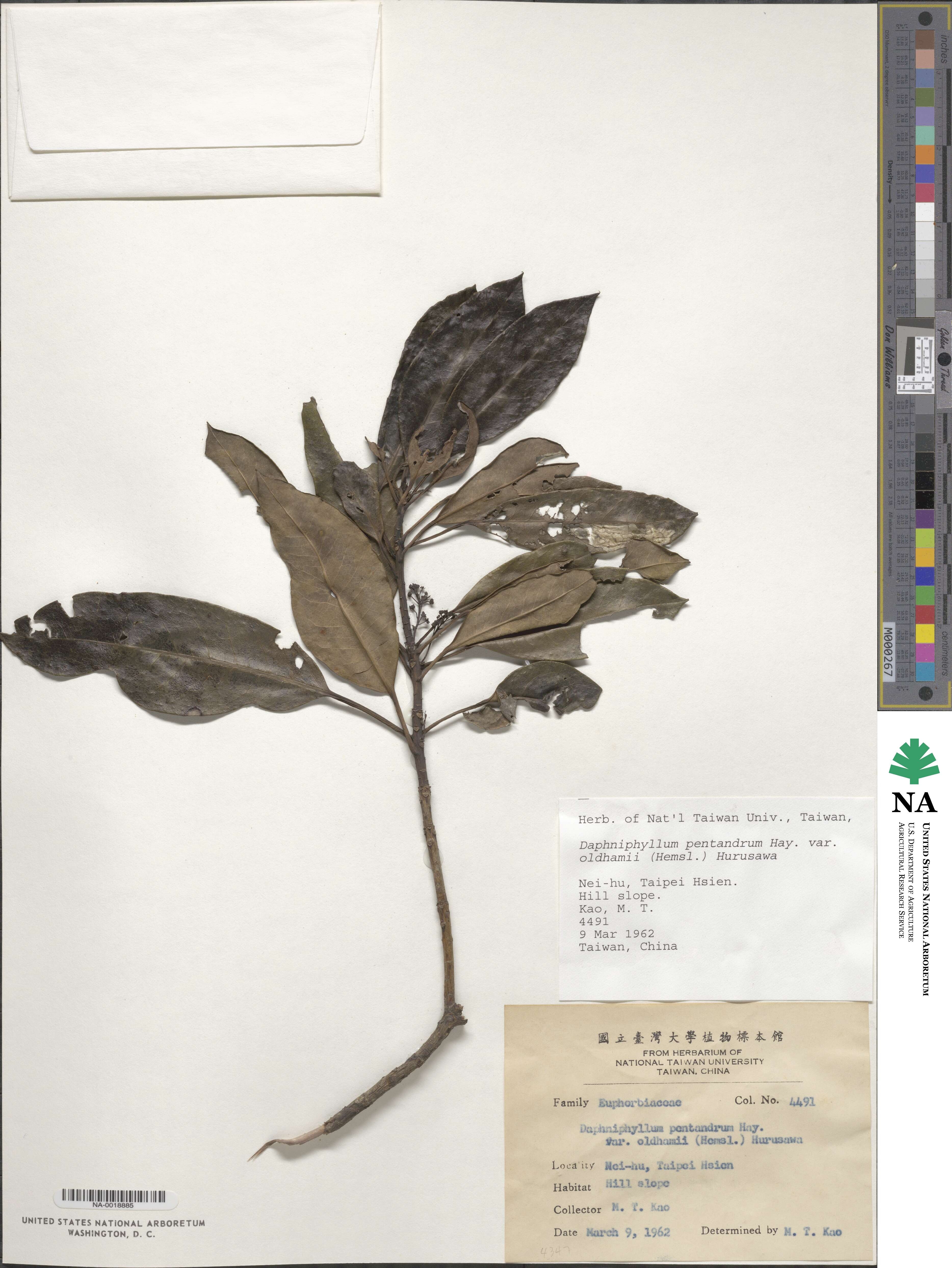 Daphniphyllum pentandrum image
