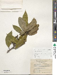 Symplocos theophrastifolia image