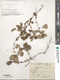 Image of Rubus calycinoides