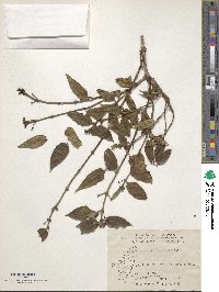 Lonicera acuminata image