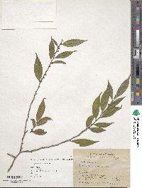 Eurya acuminata image