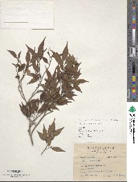 Camellia caudata image