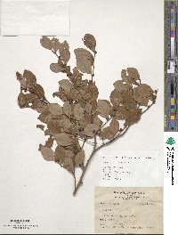 Image of Lindera akoensis