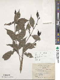 Lasianthus fordii image